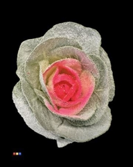 Brassica Marshmallow Neon Pink