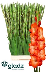 Glad Gr Stormy 130cm 230gram