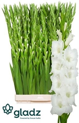 Glad Gr Nova Zembla 120cm 200gram
