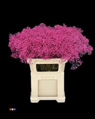 Gyps Xlence Cerise