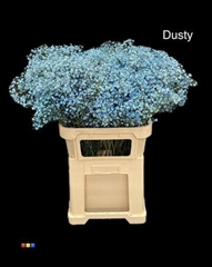 Gyps Xlence Dusty Blue