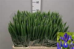 Iris Blue Magic 58cm 27gram
