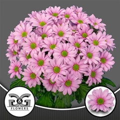 Chr T Baller Pink 70cm 80gram