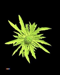 Eryngium Green