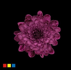 Chr T Altaj Cassis