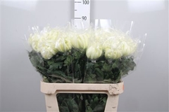 Chr G Vienna White 80cm 100gram