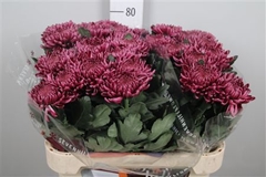 Chr G Bigoudi Purple 80cm 115gram