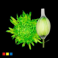 Chr G Stravina Green