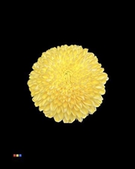 Chr G Superbowl Yellow
