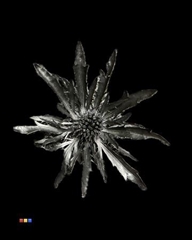 Eryngium Black