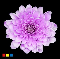 Chr T Altaj Pastel Milka