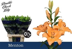 Li La Menton 90cm 55+
