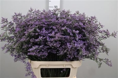 Lim Saf Classic Blue 90cm 60gram