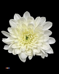 Chr T 2 Kl Baltica Pastel Yellow