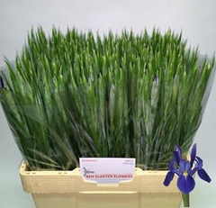 Iris Blue Magic 58cm 28gram