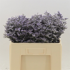 Lim Safora Lilac 50cm 20gram