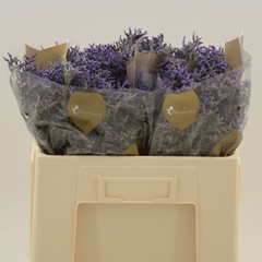 Lim Saf Dark Blue 50cm 20gram