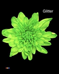 Chr T Baltica Green + Glit Bio