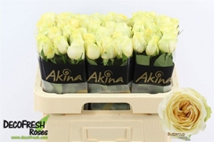 R Gr Buttercup 60cm