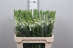 Antir Po Early White 80cm