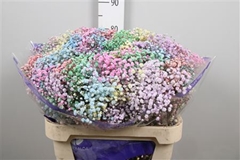 Gyps Colortreated 80cm 40gram