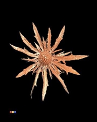 Eryngium Copper