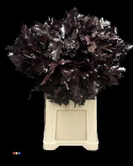Eikeblad Transparant Aubergine 60cm