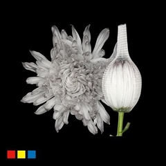 Chr G Stravina Grey