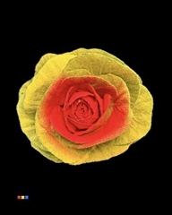 Brassica Powder Yellow - Red