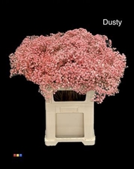 Gyps Xlence Dusty Red
