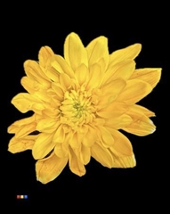 Chr T Baltica Yellow
