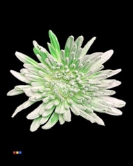 Chr G Ana Snow Green