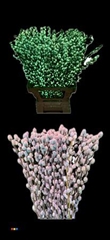 Salix Pussy Willow Bubblegum Glow In The Dark
