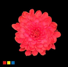 Chr T Altaj Fireball