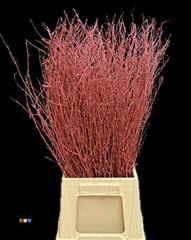 Betula / Berkentak Metallic Red