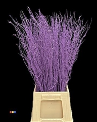 Betula / Berkentak Milka