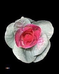 Brassica Light Blue + Pink