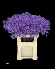 Gyps Xlence Purple
