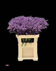 Solidago Purple 80cm