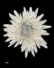 Chr G Anastasia Sparkling Silver