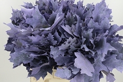 Querc Rubra Klb 21% 60cm