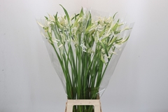 Ne Bo Like A Virgin 80cm
