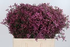Lim Sin Sen Pin Beau 60cm 20gram