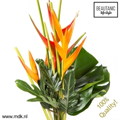 Heliconia Boeket 65cm