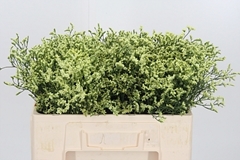 Lim Sin China Lemon 50cm 10gram