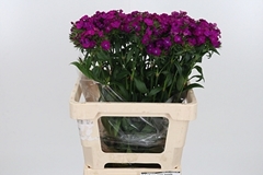 Di Barb Am Neon Purp 60cm 23
