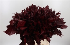Querc Rubra Klb 21% 60cm