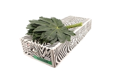 Fatsia Japonica Bs 60cm