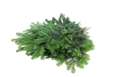 Abies Nordman Bunch 5000gram