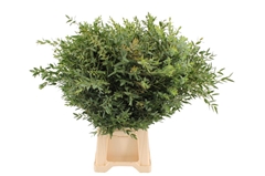 Eucalyptus Blad Bunch 70cm 350gram